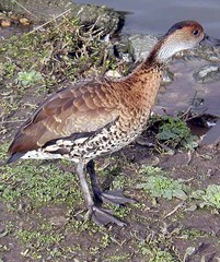 West Indian Whistling-Duck